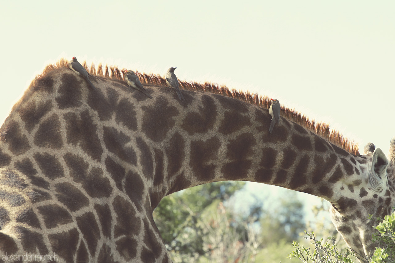 Foto von Kleine Vögel sitzen auf dem Hals einer Giraffe im Lalibela Game Reserve